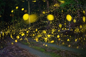 Tumor Glow Firefly