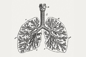 animated lungs