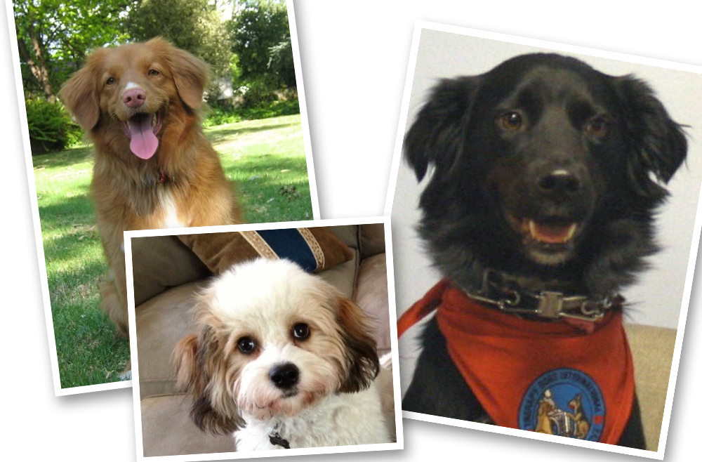 Collage of dogs named Dexter, Darla, and Zeus
