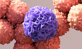 pink and purple animated macrophage