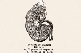 Kidney diagram with partial definition