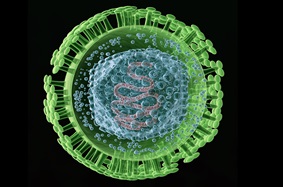 herpes zoster virus at the molecular level.