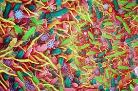 Microscopic image of Microbiota
