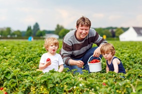 A young father and his two sons picking strawberries