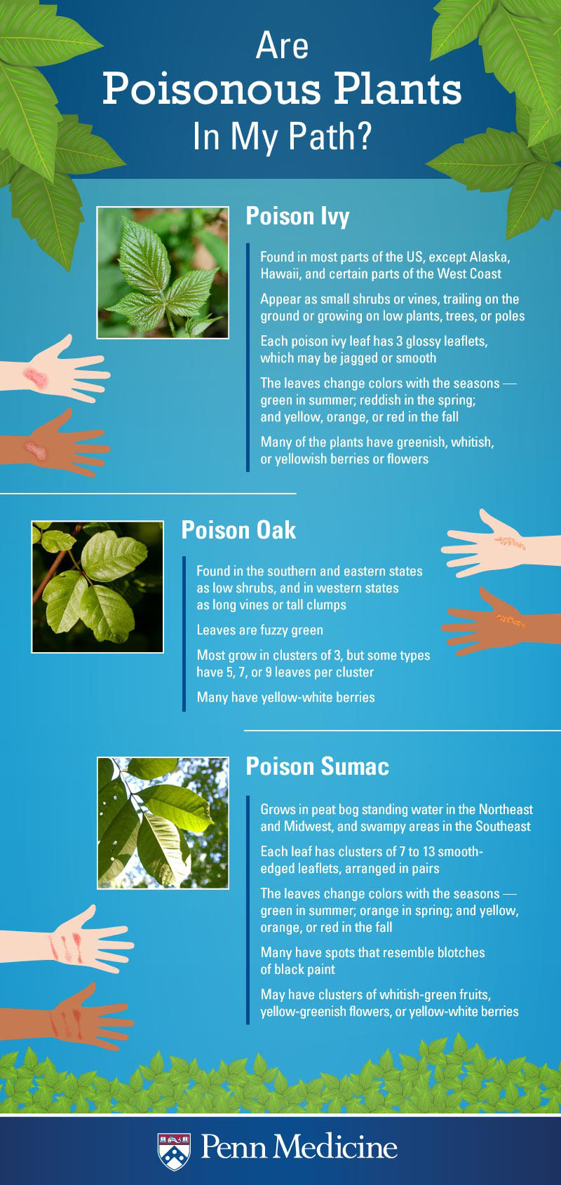 Poison Ivy Sumac Oak Penn Medicine