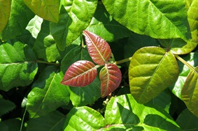 leaves_in_woods_green_leaves_three_leaves_brownish_reddish_leaves_poisonous_plants_poison_ivy_poison_sumac_poison_oak