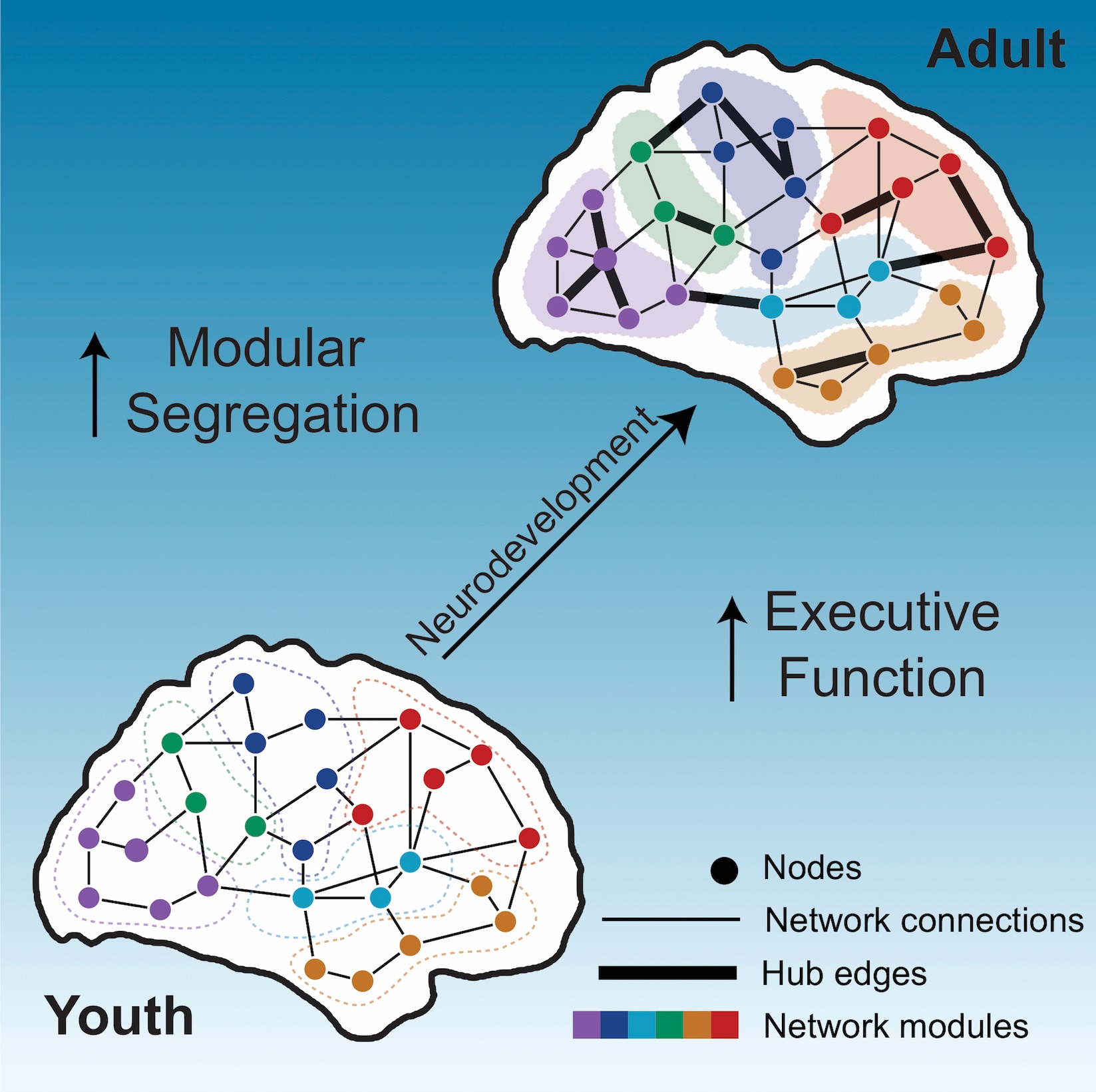 Penn Medicine Researchers Identify Brain Network Organization Changes That  Influence Improvements in Executive Function Among Adolescents and Young  Adults - Penn Medicine