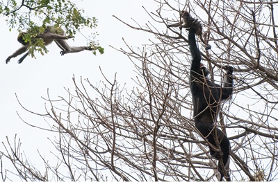 A Gombe chimpanzee captures a juvenile red colobus monkey. 


 