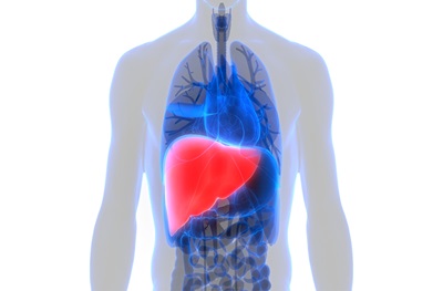 Newswise: liver%20cancer%2022.ashx?h=263&w=400&la=en.jpg