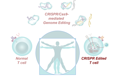Newswise: CRISPR-Edited Immune Cells Can Survive and Thrive After Infusion into Cancer Patients