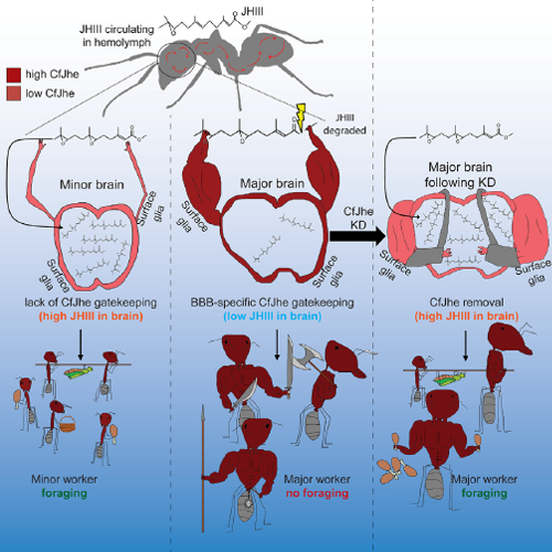 A graphic showing role of blood-brain barrier in governing ant behavior